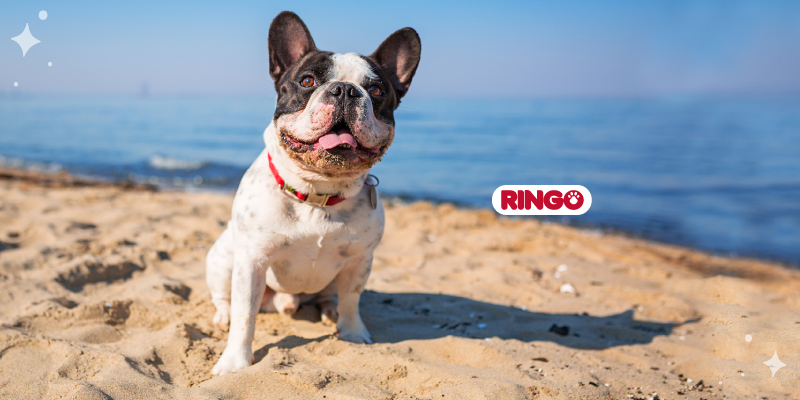 como cuidar a mi perro en la playa